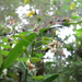 Epidendrum atroscriptum - Photo (c) Francisco Jose Gomez Marin,  זכויות יוצרים חלקיות (CC BY-NC), הועלה על ידי Francisco Jose Gomez Marin
