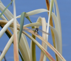 Leucorrhinia intacta