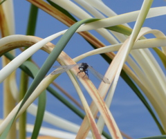 Leucorrhinia intacta