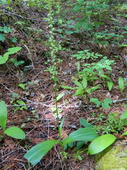 Platanthera ephemerantha