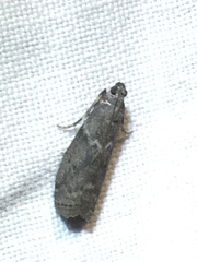Oreana unicolorella