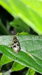 Systena nigroplagiata