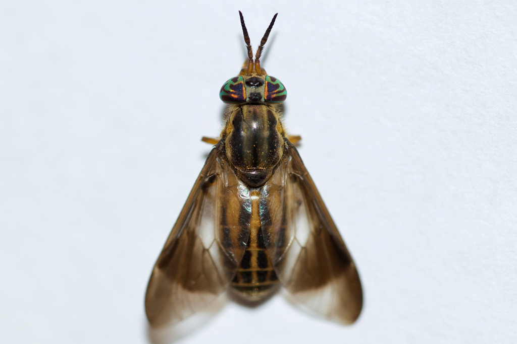 Chrysops aberrans
