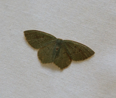 Thalera pistasciaria