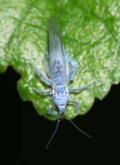 Calaphidinae