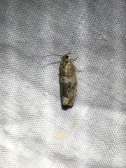 Pseudosciaphila duplex