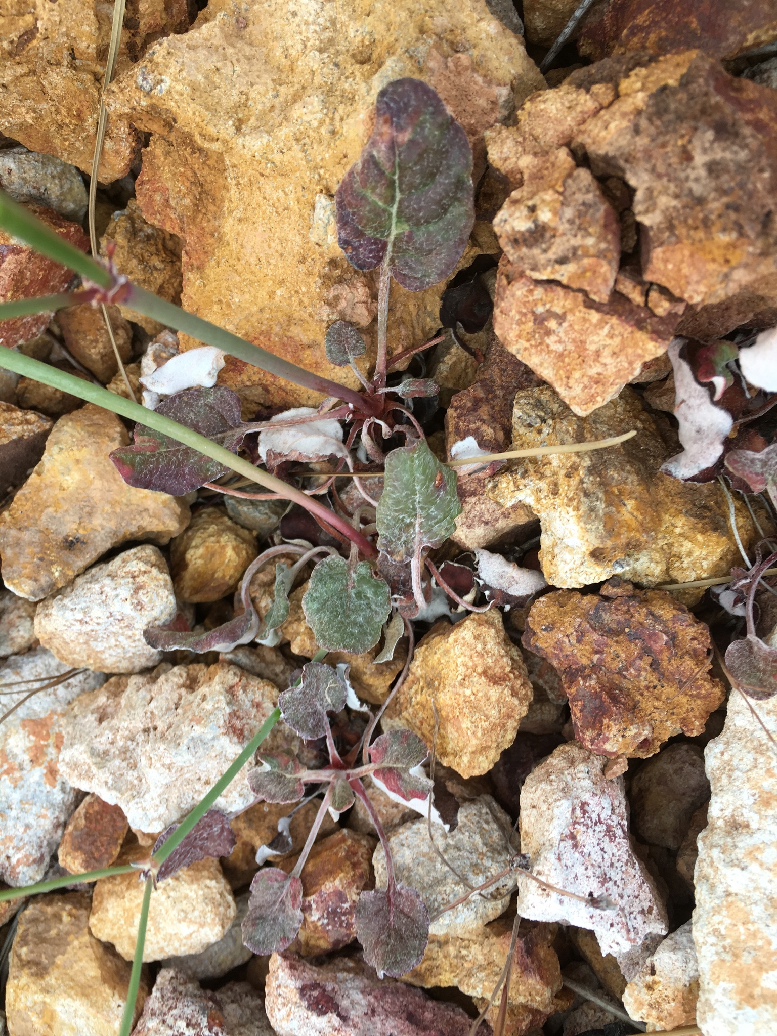 Eriogonum nudum var. oblongifolium