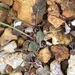 Harford's Wild Buckwheat - Photo (c) Corey Lange, some rights reserved (CC BY-NC), uploaded by Corey Lange