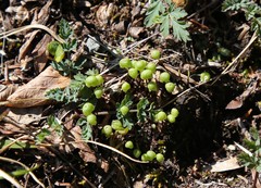 Mannia gracilis