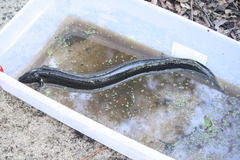 Siren lacertina