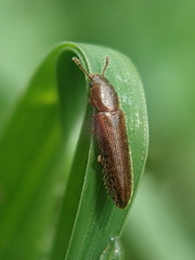 Hapalips prolixus