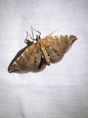 Eulithis molliculata