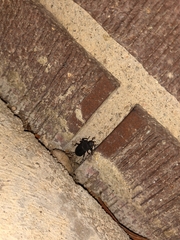 Tenebrio obscurus