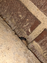 Tenebrio obscurus