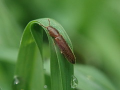 Hapalips prolixus