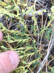 Sabulina nuttallii fragilis