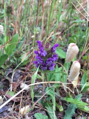 Prunella vulgaris lanceolata