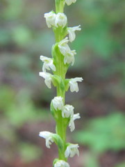 Platanthera ephemerantha