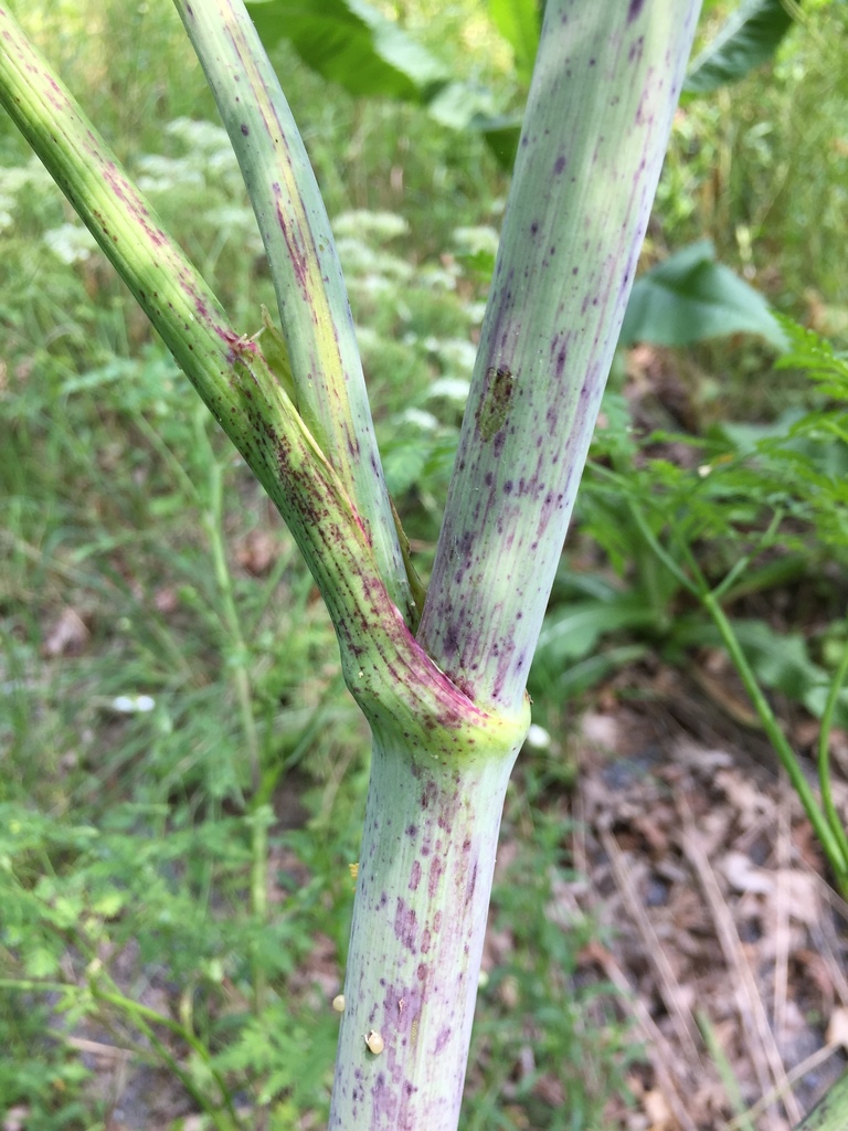 Poison Hemlock (Noxious Weeds of Colorado) · iNaturalist