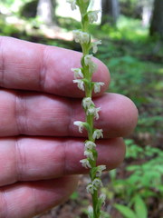 Platanthera ephemerantha
