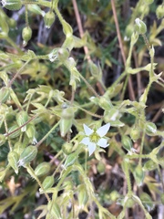 Sabulina nuttallii fragilis