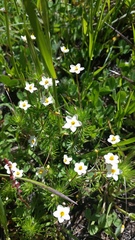 Leptosiphon jepsonii