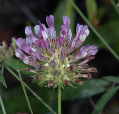 Trifolium obtusiflorum