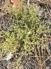 Sabulina nuttallii fragilis