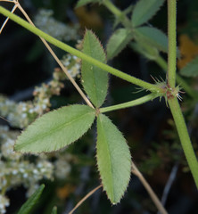 Trifolium obtusiflorum