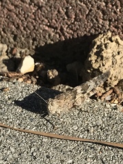 Trimerotropis pallidipennis