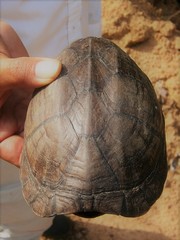 Kinosternon scorpioides