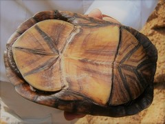 Kinosternon scorpioides