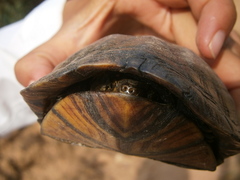 Kinosternon scorpioides