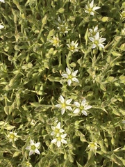 Sabulina nuttallii fragilis