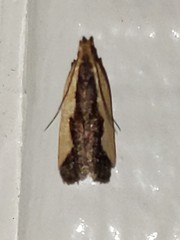 Dichomeris inserrata