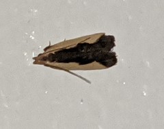 Dichomeris inserrata