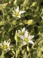 Sabulina nuttallii fragilis