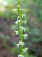 Platanthera ephemerantha