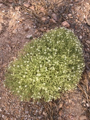 Sabulina nuttallii fragilis