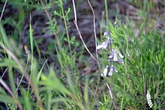 Penstemon hirsutus