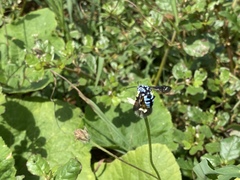 Thyreus novaehollandiae signatus