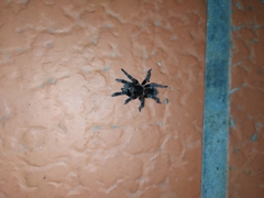 Homoeomma uruguayense