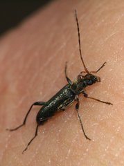 Grammoptera ruficornis