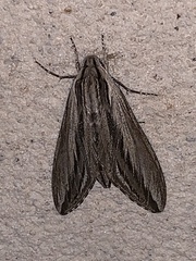Sphinx vanbuskirki