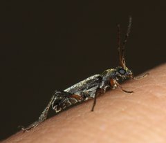 Grammoptera ruficornis
