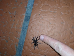 Homoeomma uruguayense