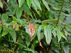 Disporum kawakamii