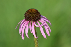 Echinacea simulata