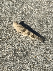 Trimerotropis pallidipennis