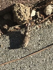 Trimerotropis pallidipennis